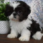 Bailey Male (2)