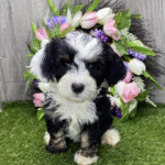 Benji Male (2)
