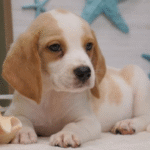 Benny Male (4)