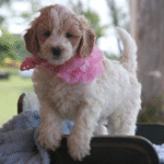 Blossom Female (4)