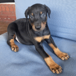 Cajun Male (1)