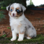 Clair Female (2)