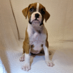 Daisy Female (1)