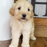 Fozzy Male (4)