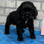 Harper Female (2)