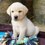 Kingston Male (3)