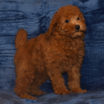 Landry Male (2)