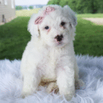 Maggie Female (3)