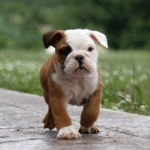 Manny Male (3) (1)
