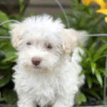 Marley Female (3)
