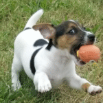 Wayne Male (1)